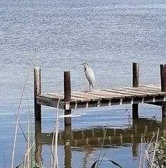 Ardea cinerea cinerea