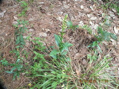 Habenaria floribunda
