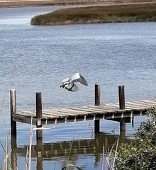 Ardea cinerea cinerea