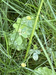 Medicago lupulina