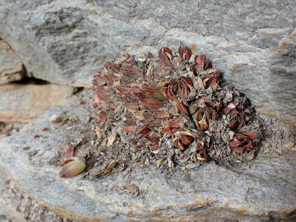 Haworthia vlokii, Western Cape, ZA