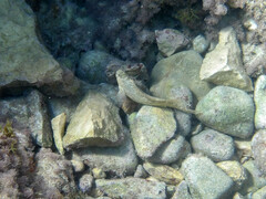 Parablennius sanguinolentus