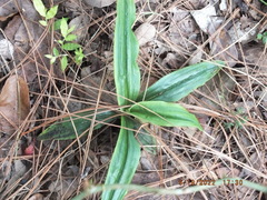 Habenaria floribunda