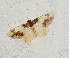 Ligdia adustata