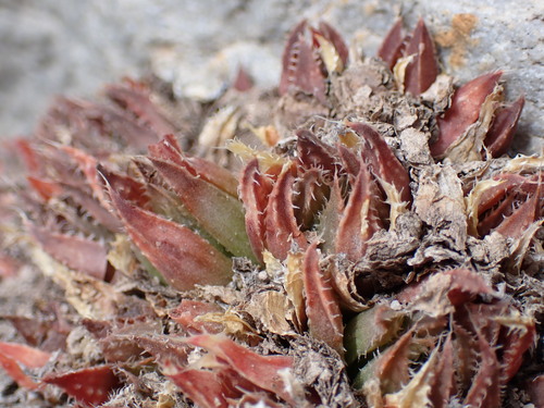 Image of Haworthia vlokii by (c) Ren Hoekstra, some rights reserved (CC BY)