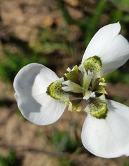 Moraea tricuspidata