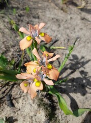 Moraea papilionacea