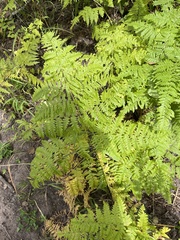 Pteridium aquilinum pubescens