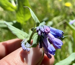 Mertensia