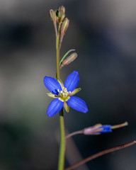 Heliophila digitata
