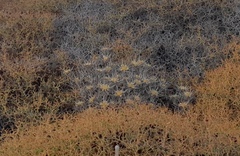 Carlina tragacanthifolia