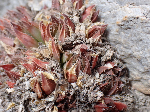 Image of Haworthia vlokii by (c) Ren Hoekstra, some rights reserved (CC BY)