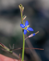 Heliophila digitata