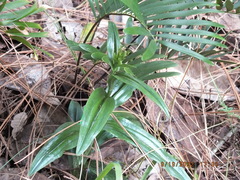 Habenaria floribunda
