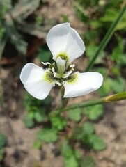 Moraea tricuspidata