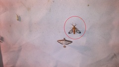 Isanthrene felderi
