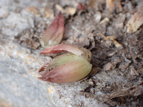 Image of Haworthia vlokii by (c) Ren Hoekstra, some rights reserved (CC BY)