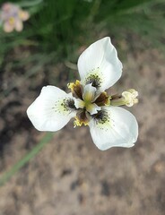 Moraea tricuspidata
