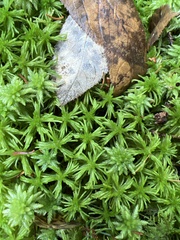 Sphagnum girgensohnii