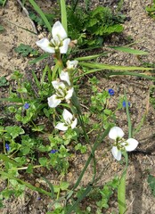 Moraea tricuspidata