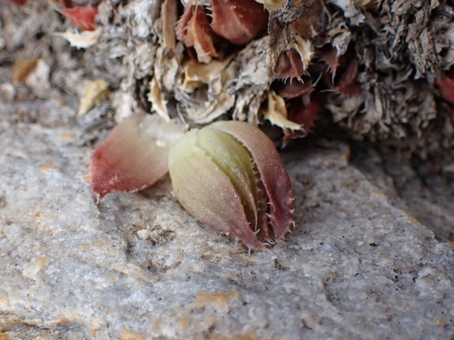 Image of Haworthia vlokii by (c) Ren Hoekstra, some rights reserved (CC BY)