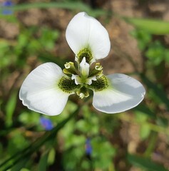 Moraea tricuspidata