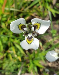 Moraea tricuspidata