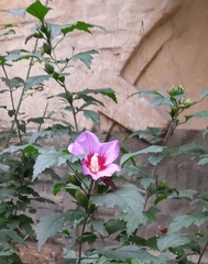 Hibiscus syriacus