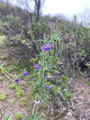 Tropaeolum azureum