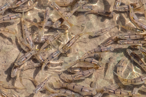 San Jeronimo livebearer (Poeciliopsis fasciata) — Poeciliidae — 2
