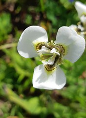 Moraea tricuspidata