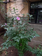 Hibiscus syriacus