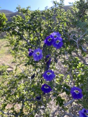 Tropaeolum azureum