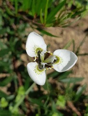 Moraea tricuspidata