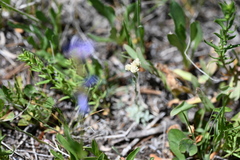 Antennaria parvifolia