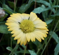 Gaillardia aestivalis