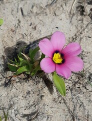 Moraea versicolor