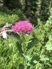 Spiraea splendens