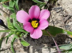 Moraea versicolor