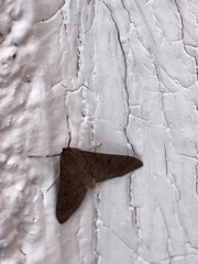 Herpetogramma phaeopteralis