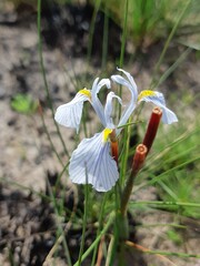 Moraea ogamana