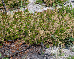 Searsia cuneifolia