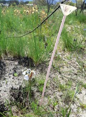 Moraea ogamana