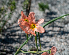 Moraea flaccida