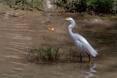 Egretta thula