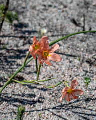 Moraea flaccida