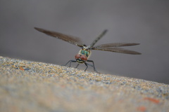 Somatochlora franklini