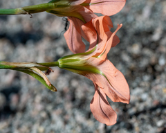 Moraea flaccida