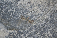 Somatochlora franklini