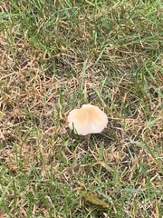 Marasmius nigrodiscus